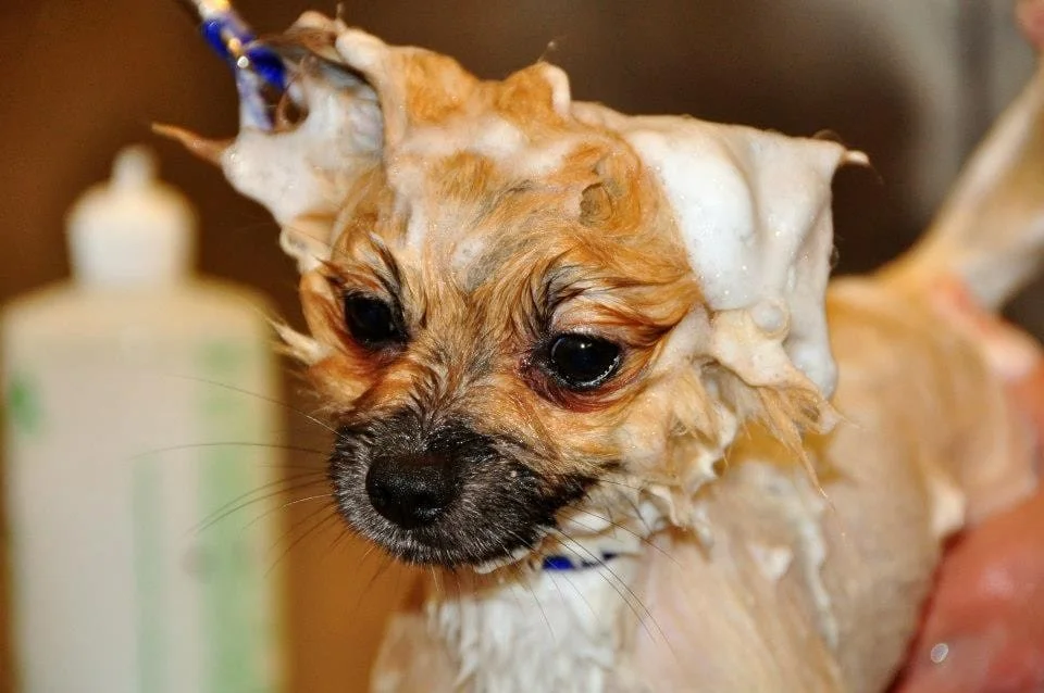 Hund som badas