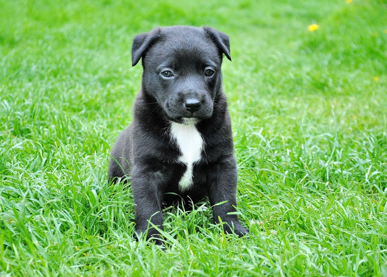 Hund på promenad i naturen