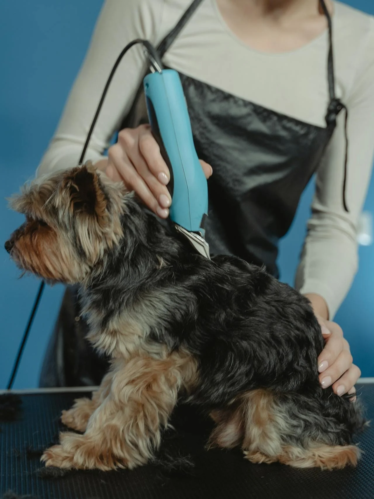 Borstning och tovutredning av hund